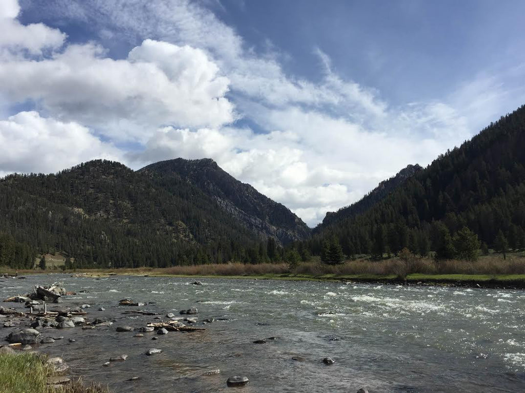 Madison River Fly Fishing Report 5/30/2016