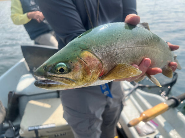 Madison River Outfitters Fishing Report for 9/11/2025