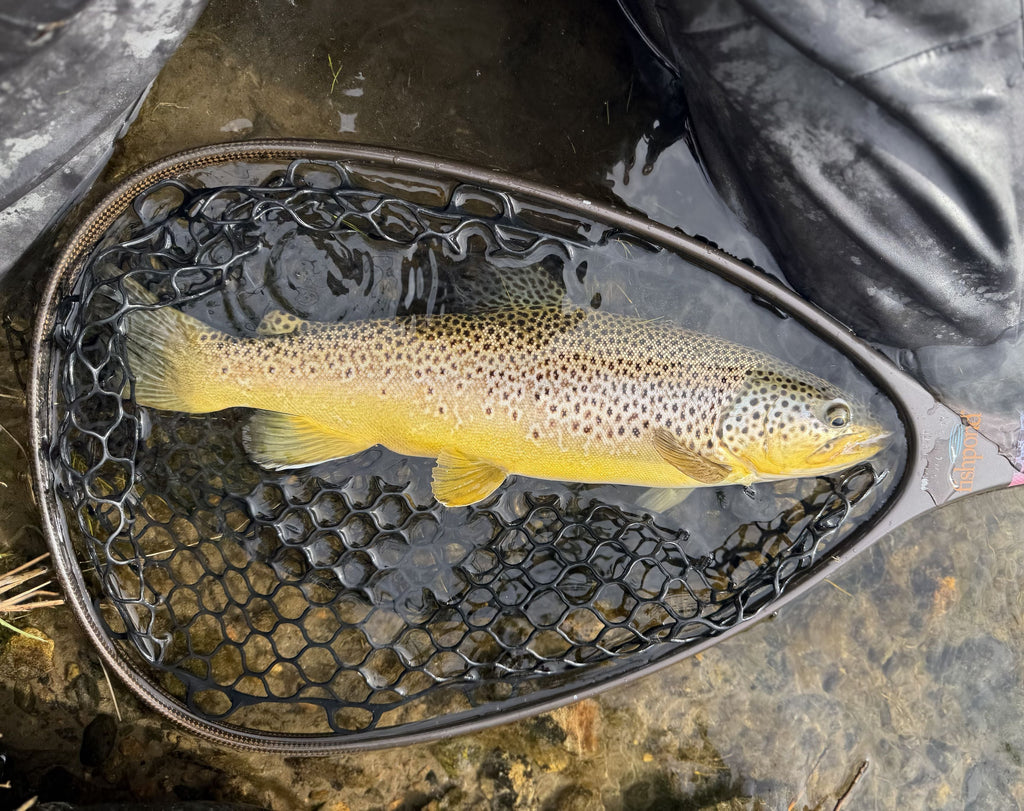 July 17th Fishing Report - Madison River Outfitters