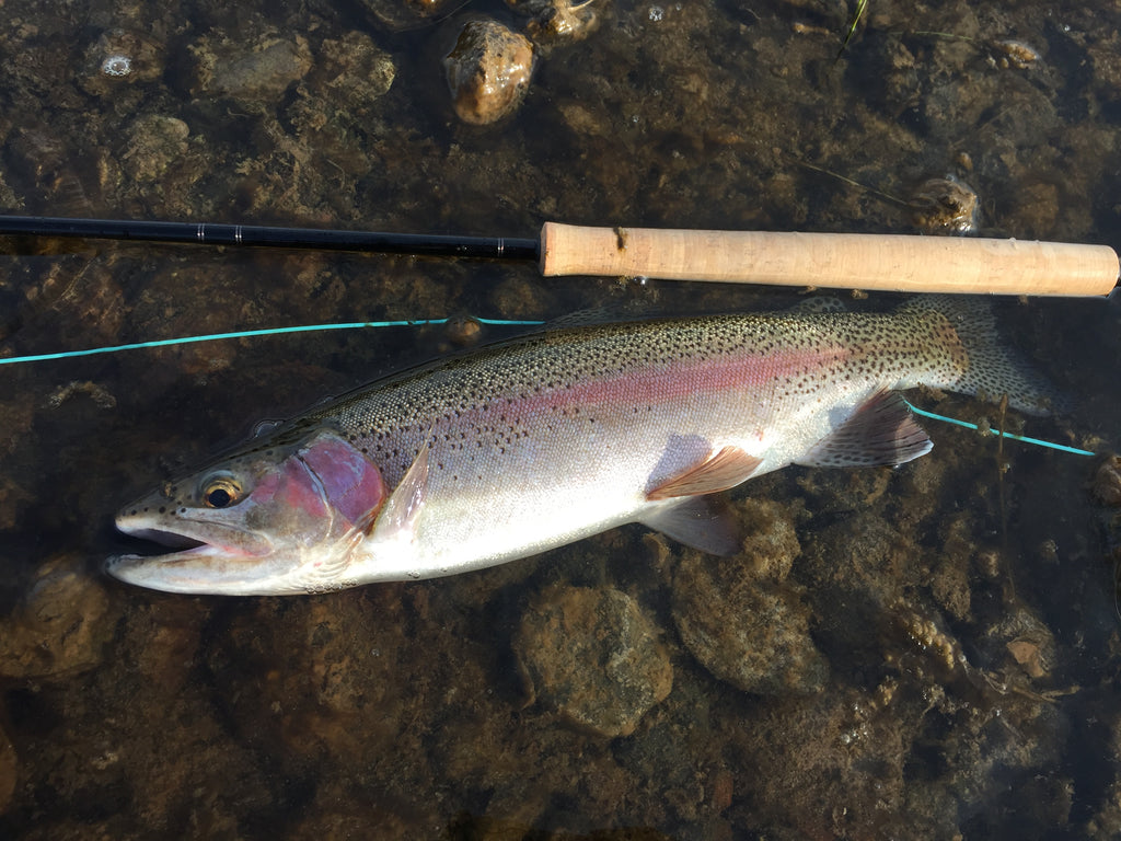 Madison River Outfitters Fishing Report 10/16/2017
