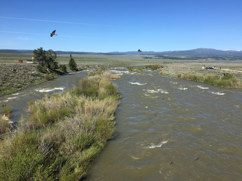 Madison River Outfitters Fishing Report 5/29/2018