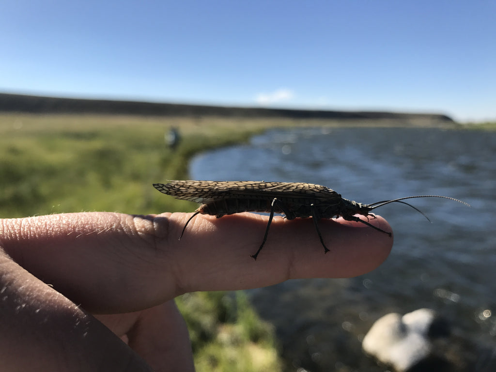 Madison River Outfitters Fly Fishing Report - 06/25/2017