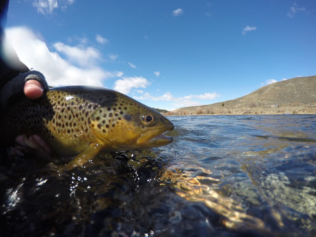 SW Montana Fly Fishing Report 4/19/2016