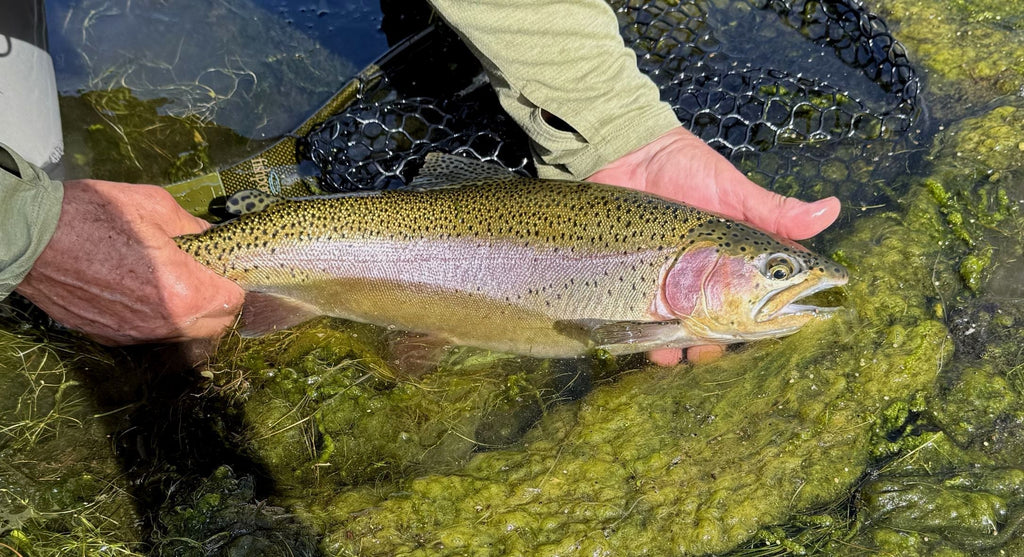 Fishing Report - 9/11/2026