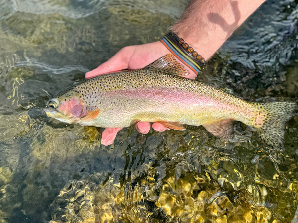 Madison River Outfitters Fishing Report 08/25/2024