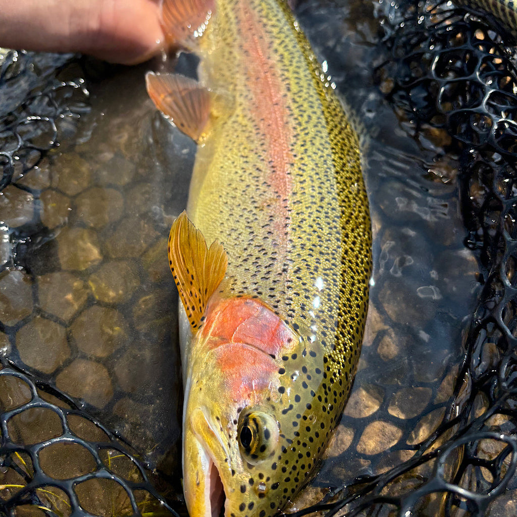 Madison River Outfitters Fishing Report 08/11/2024