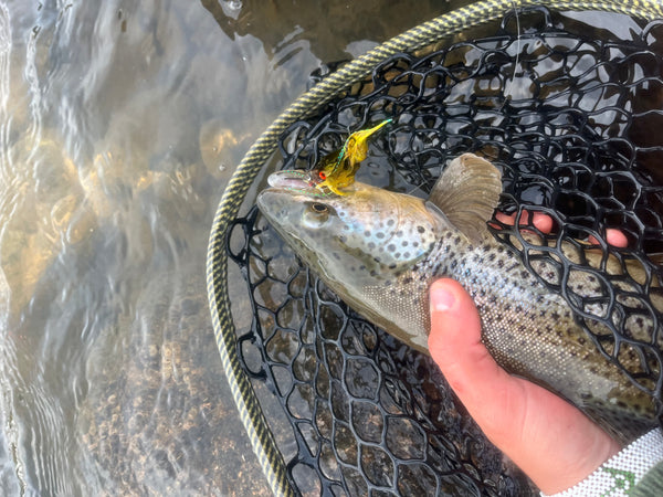 Madison River Outfitters Fishing Report 5/26/2024