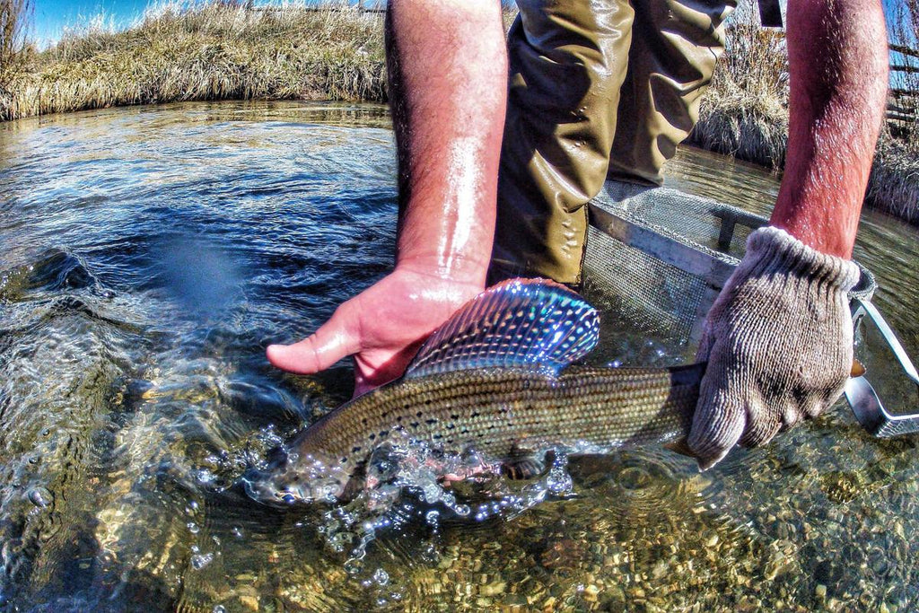 Agreements, fishing regulation changes on the docket for Centennial Valley grayling
